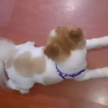 有家狗店主题生活馆:镇江市京口区龙吟坊附近