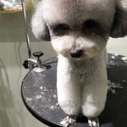 宠爱万千:北京城区顺义区顺义附近