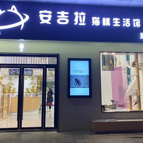 安吉拉猫咪生活馆旗舰店:镇江市润州区万达广场附近