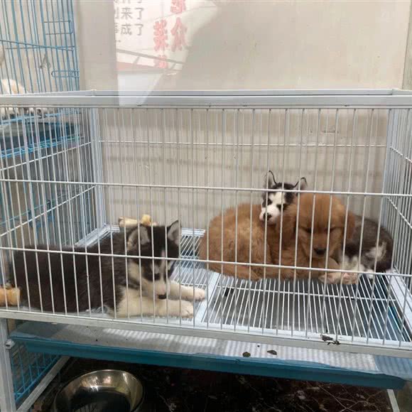 牧和邻宠物会所(丹阳店):镇江市丹阳市经济技术开发区附近