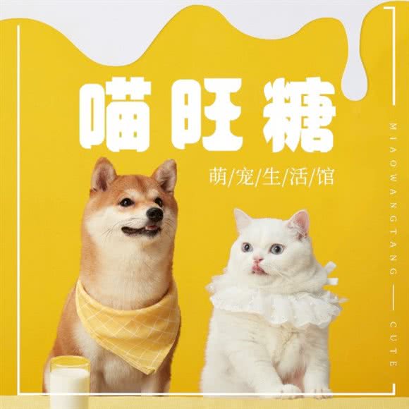 喵旺糖宠物(旭辉店):北京城区顺义区顺义附近
