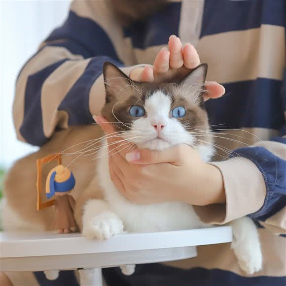 秋天与猫宠物生活馆:宿迁市宿城区金鹰天地广场附近