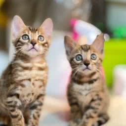 KittyBaby猫舍:北京城区顺义区顺义附近