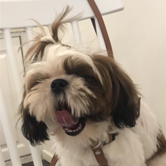 杭州本地人家庭宠物犬狗猫寄养 散养:杭州市上城区城东附近