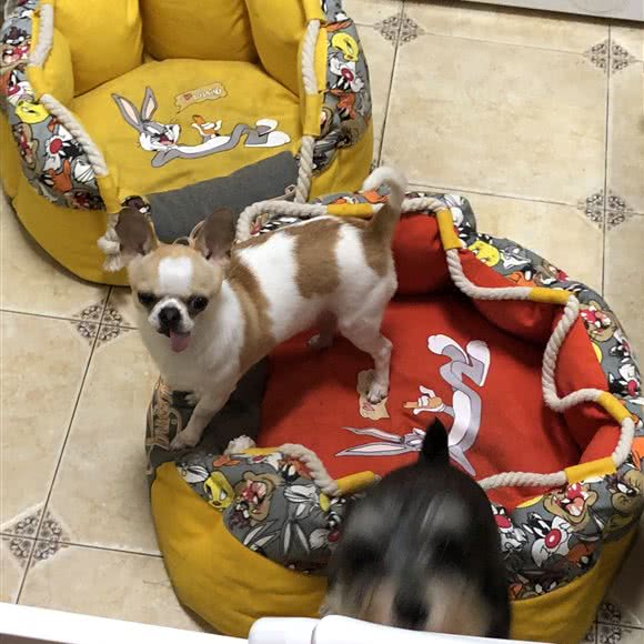 杭州家庭宠物寄养小型犬宠物猫:杭州市上城区城东附近