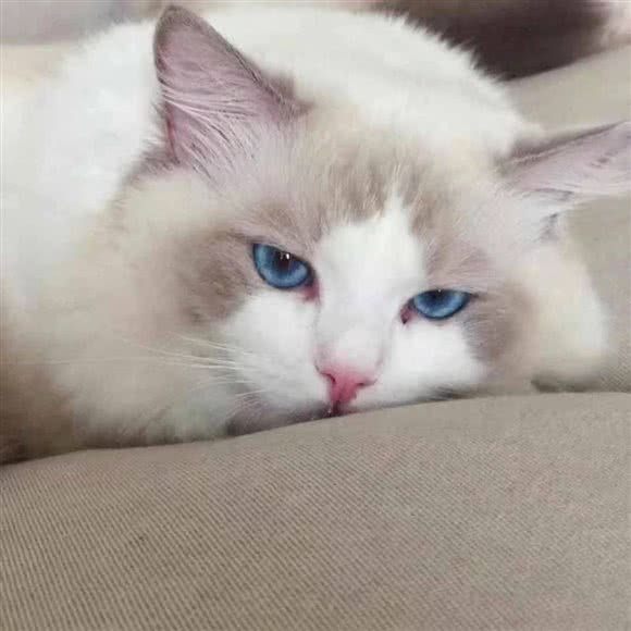 自然卷猫咪生活馆:杭州市上城区九堡新天地文化创意园附近