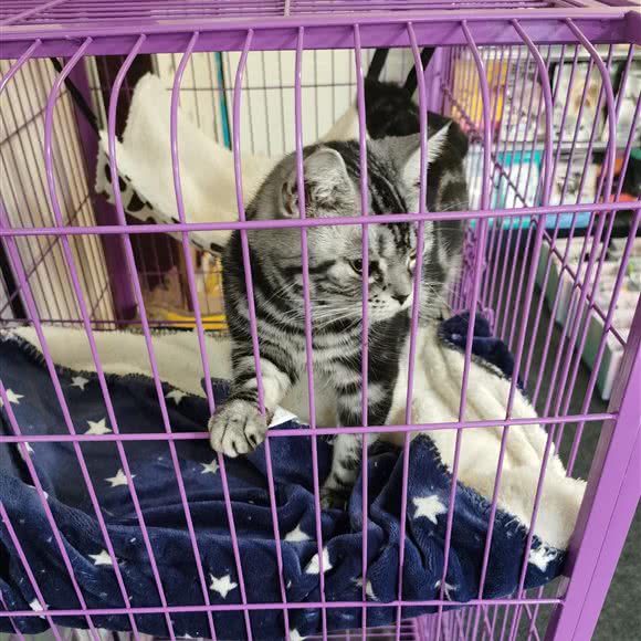 招猫逗狗宠物店:北京城区顺义区首都机场附近