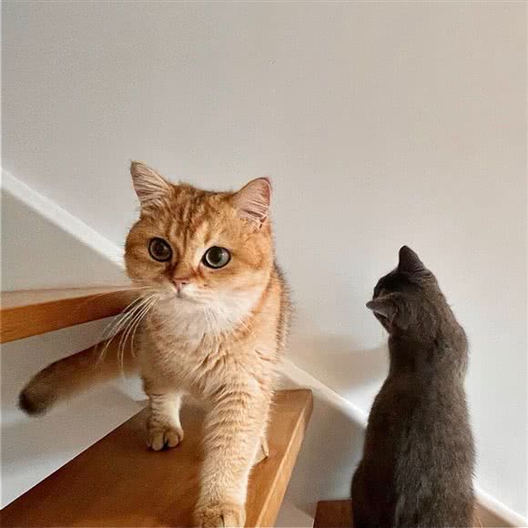 MIMO 咪朦猫舍·撸猫·活体售卖:杭州市上城区火车东站/高铁站附近