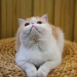 维意猫咪(朝晖店):杭州市拱墅区朝晖地区附近