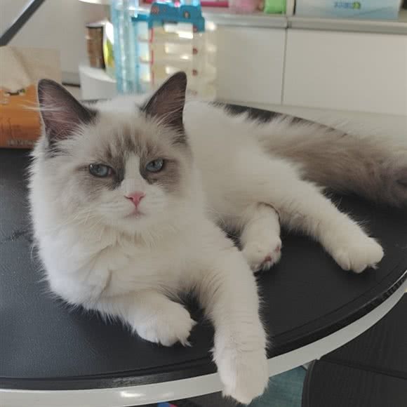 星迪国际名猫CFA猫舍:北京城区朝阳区亚运村附近