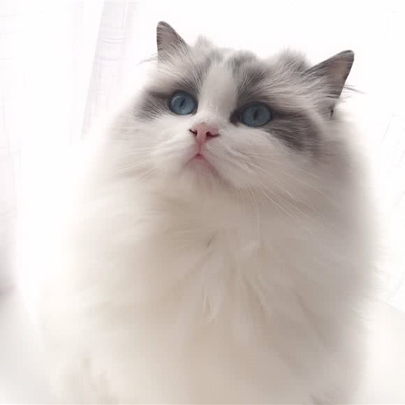 喵宠撸猫猫咖館:杭州市拱墅区新天地附近