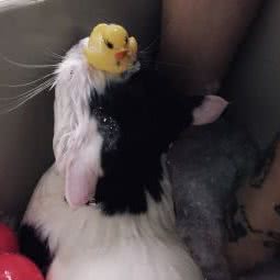 米奇宠屋Micky Pet(体育场路店):杭州市拱墅区建国路沿线附近