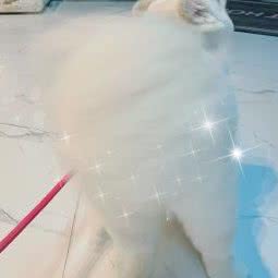 啊呜宠物狗:杭州市拱墅区祥符街附近