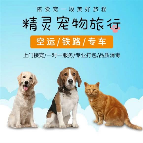 精灵宠物托运:杭州市拱墅区北部新城附近
