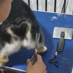 爱宠大机密宠物店:北京城区顺义区马坡牛栏山镇附近