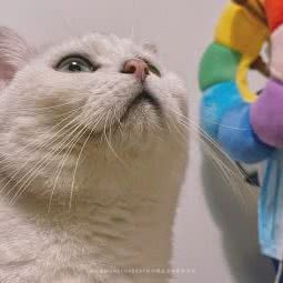 猫乐福MORELOVECAT(基金小镇店):杭州市西湖区龙井/虎跑附近
