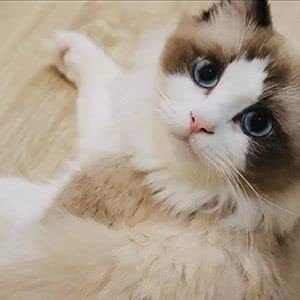 一猫一座猫咖·撸猫·游戏:杭州市西湖区古墩路沿线附近
