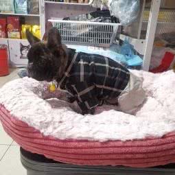 一起宠爱宠物店:北京城区顺义区马坡牛栏山镇附近
