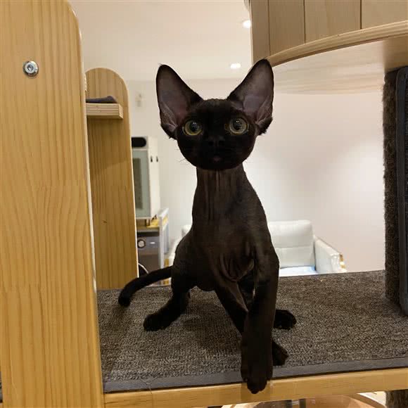 NIKA高端猫舍·德文卷毛猫·路易十四矮脚专售·撸猫·寄养:杭州市西湖区高新文教区附近