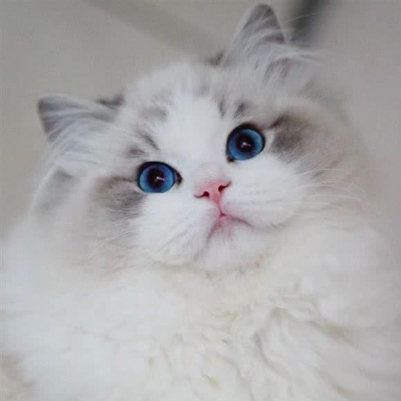 喵喵酱·高端布偶猫舍:杭州市西湖区西溪银泰城附近