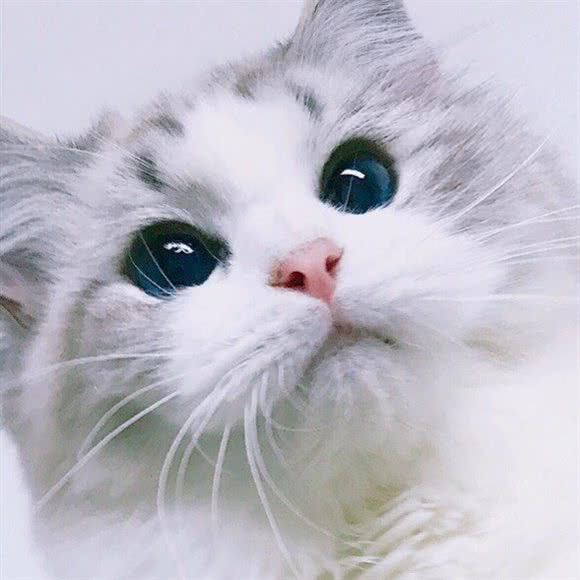爱爱猫名猫馆:北京城区朝阳区亚运村附近