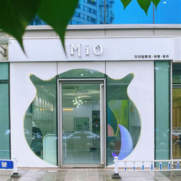 北落师门甄选猫舍·活体售卖(滨江店):杭州市滨江区星光大道附近