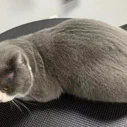 招财猫宠物:杭州市滨江区开发区/高教园附近