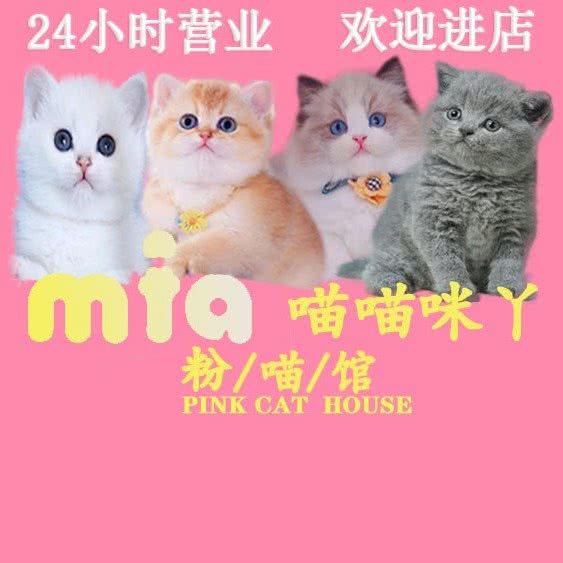 喵喵咪丫の曼基康金渐层乳白布偶猫舍宠物店CFA:杭州市滨江区开发区/高教园附近