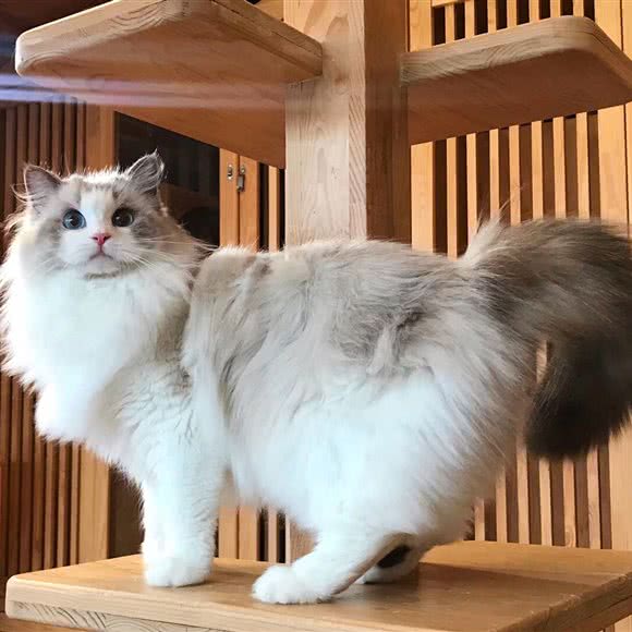 Pola猫舍·猫咪活体售卖:杭州市滨江区开发区/高教园附近