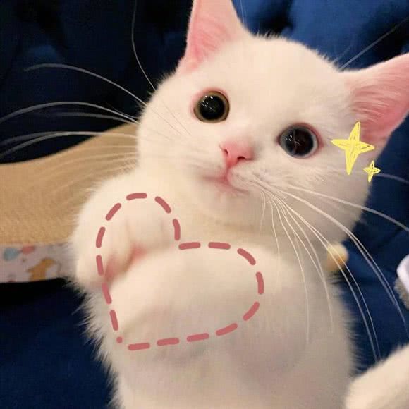猫咪花园·曼基康矮脚拿破仑金渐层专售:杭州市滨江区开发区/高教园附近