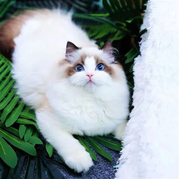 猫之岛·猫舍·猫咪活体售卖:杭州市滨江区开发区/高教园附近