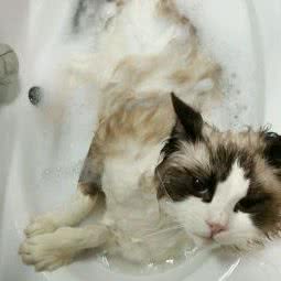 阿猫猫咖:杭州市滨江区垃圾街/滨江高教园附近