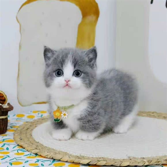 Cat garden猫舍·德文·布偶·矮脚拿破仑专售:杭州市滨江区奥体博览中心附近
