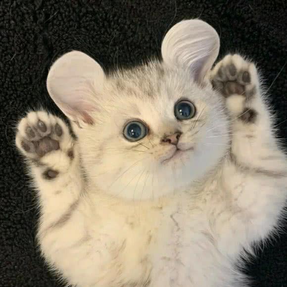 我想静静cat?猫舍:杭州市萧山区市心北路附近
