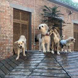 爪子村·Paw village宠物寄养学校:北京城区顺义区首都机场T3航站楼附近