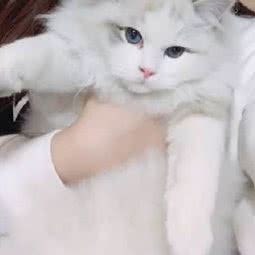 爱喵猫舍:杭州市萧山区萧山经济开发区附近