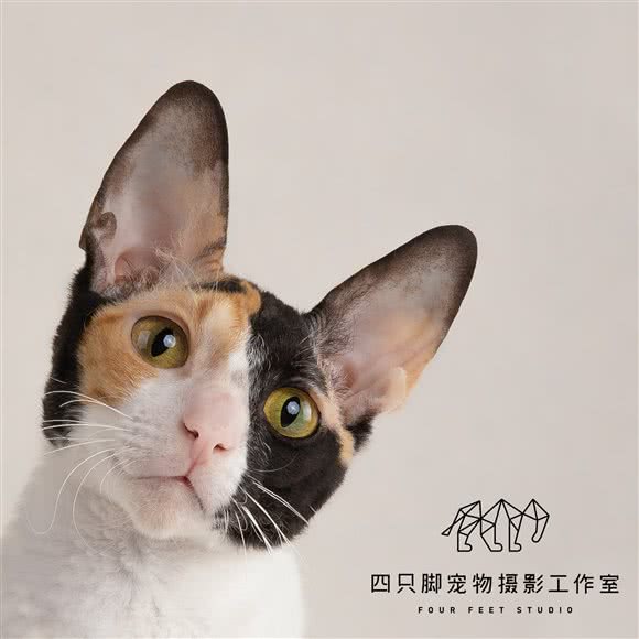 四只脚宠物摄影:杭州市余杭区西田城购物中心附近
