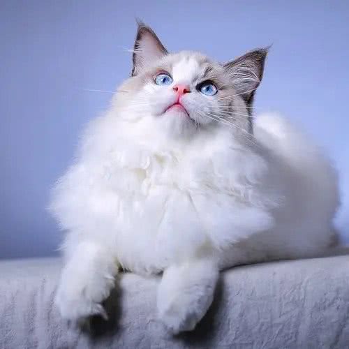 嗷呜妹的宠物生活馆·猫咪活体售卖:杭州市余杭区海创园附近