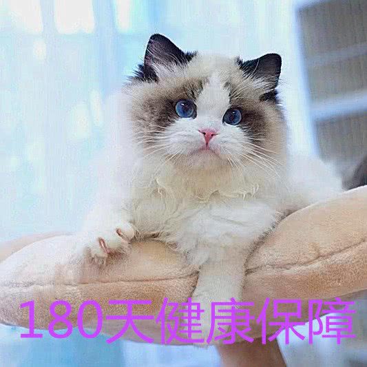 猫步白桃猫咖·活体售卖:杭州市余杭区海创园附近