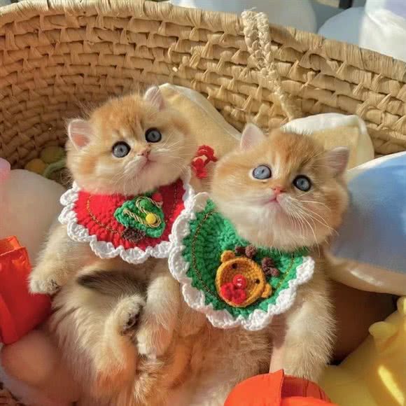 狗的猫宁宠物会所(创景路店):杭州市余杭区仓前附近