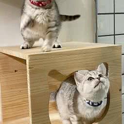 小橘宠屋生活馆:杭州市余杭区五常附近