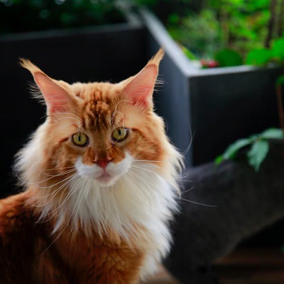 猫儿MORE撸猫园:杭州市钱塘区下沙附近
