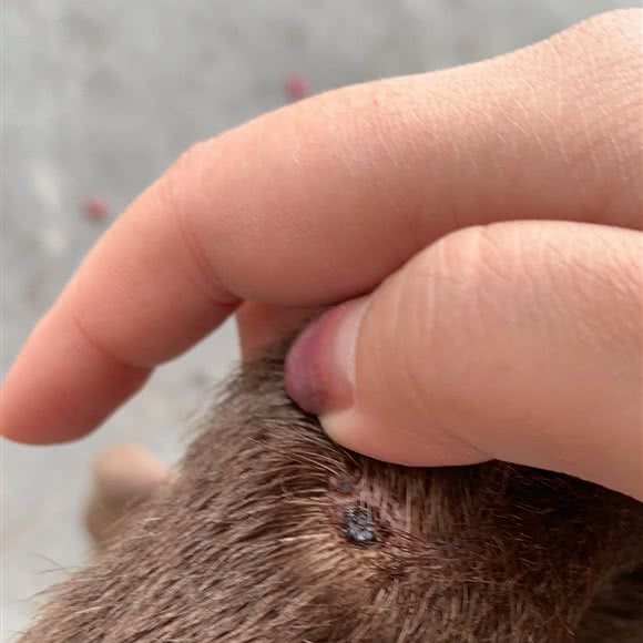 highfive训犬工作室:杭州市钱塘区和达东东城附近