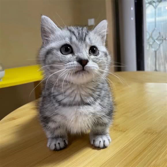 吧啦猫馆:杭州市钱塘区高沙商业街附近