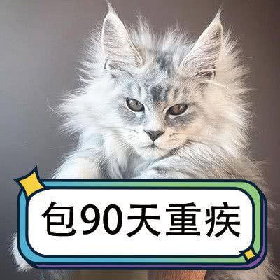 喵五花·猫舍:杭州市钱塘区高沙商业街附近