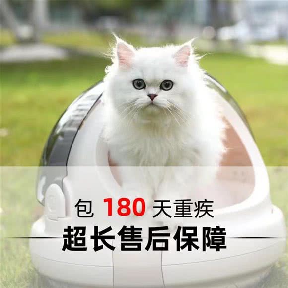 林夕猫舍·宠物猫咪·英短美短布偶(临平店):杭州市临平区临平附近
