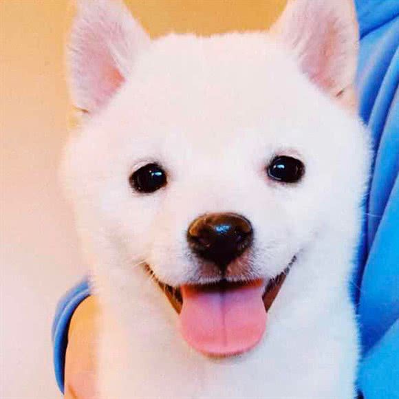 發發幼稚園·白色柴犬專門店(北锣鼓巷店):北京城区东城区安定门附近