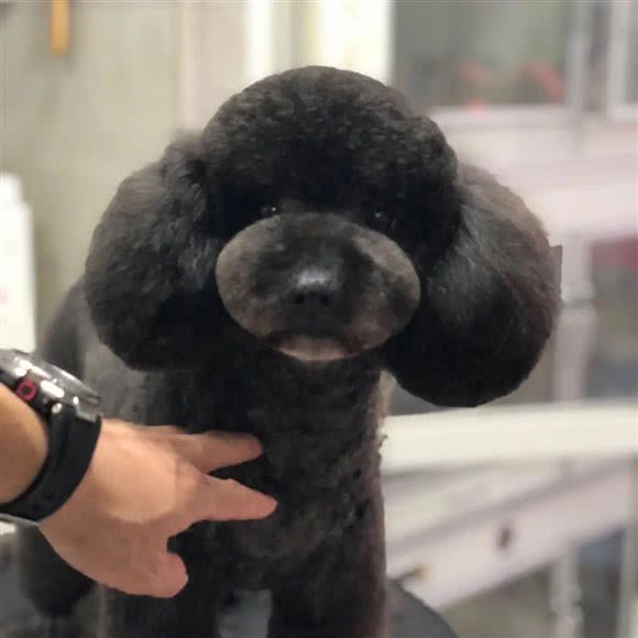 康乐诺宠物店:北京城区昌平区回龙观附近