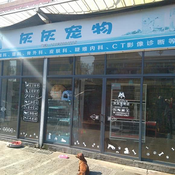 灰灰宠物:宁波市海曙区环城西路北段附近