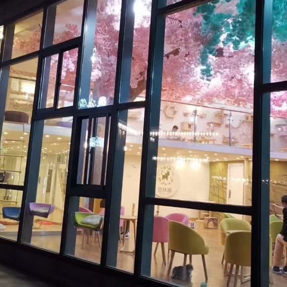 昱林猫生活体验馆:宁波市海曙区梁祝文化小镇附近